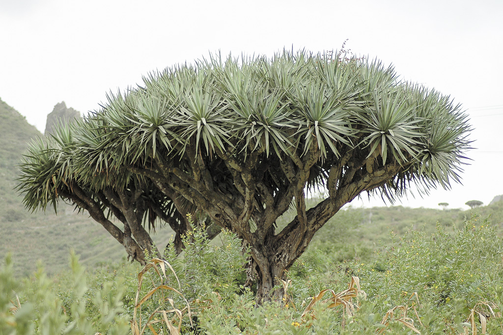 Dragoeiro S.Nicolau (2003)