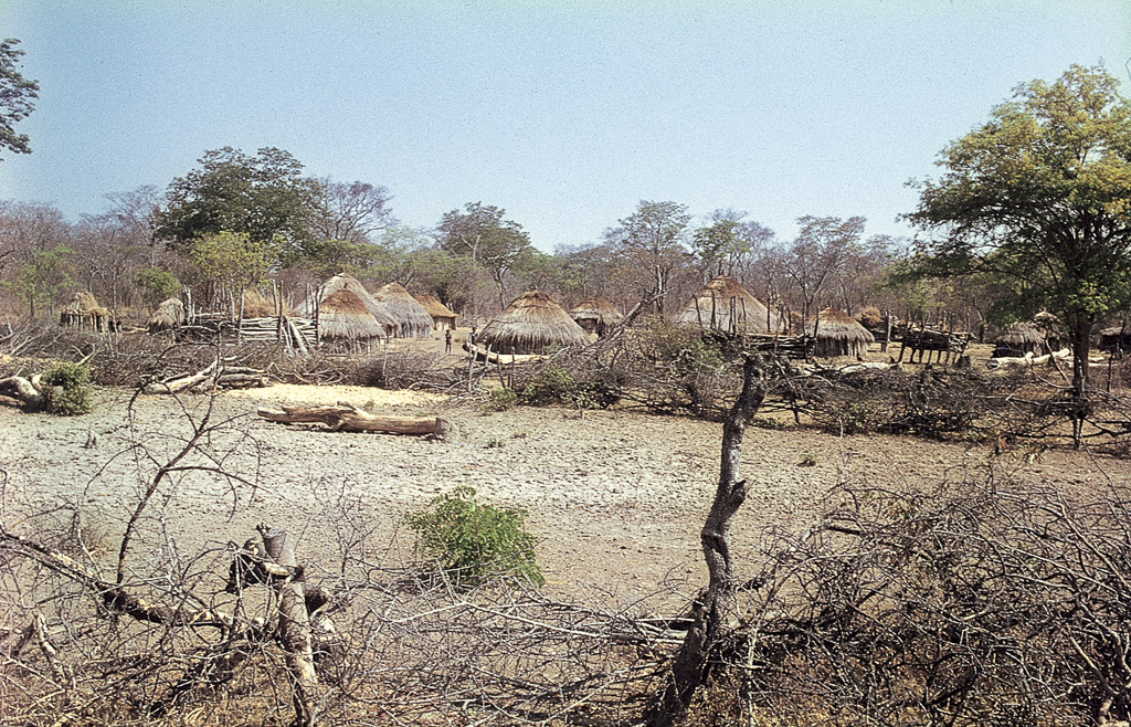 Entre Serpa Pinto e Nova Lisboa – grande sambo bem protegido por arbustos secos (1968)