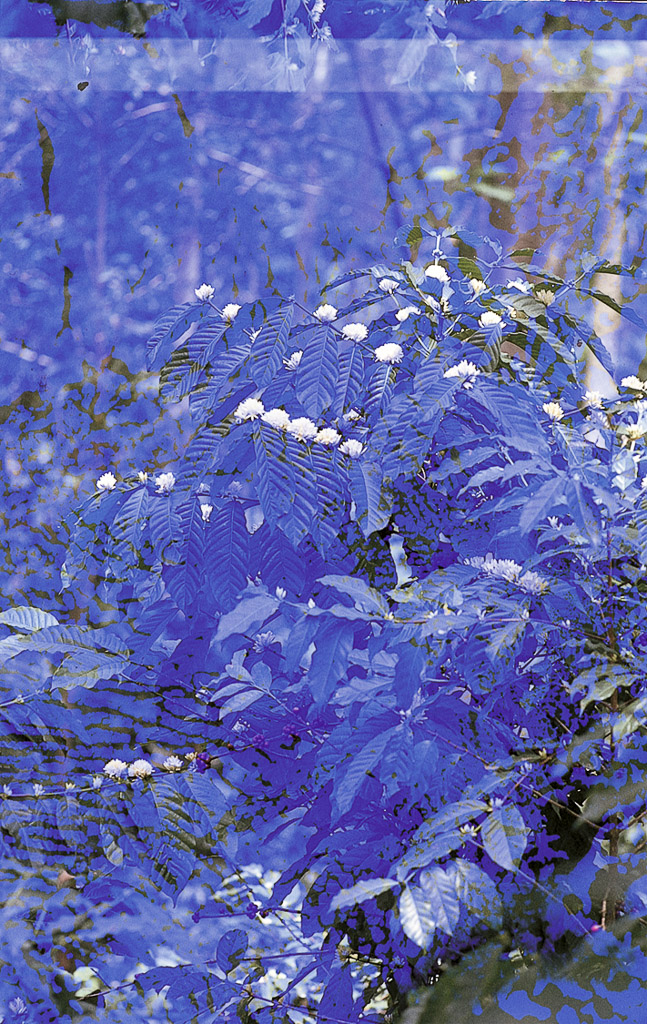 Ermera - cafezeiro em flor (1972)
