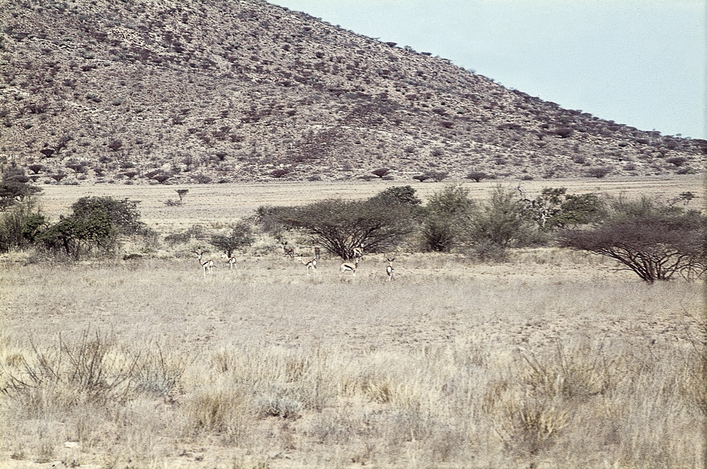Estepe no sul do distrito de Moçamedes (1967)