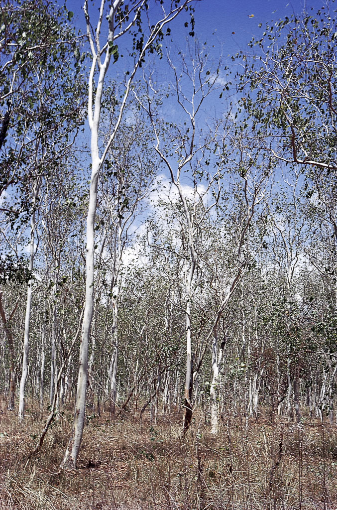 Eucalipto alba, no centro leste da ilha - Timor (1970)