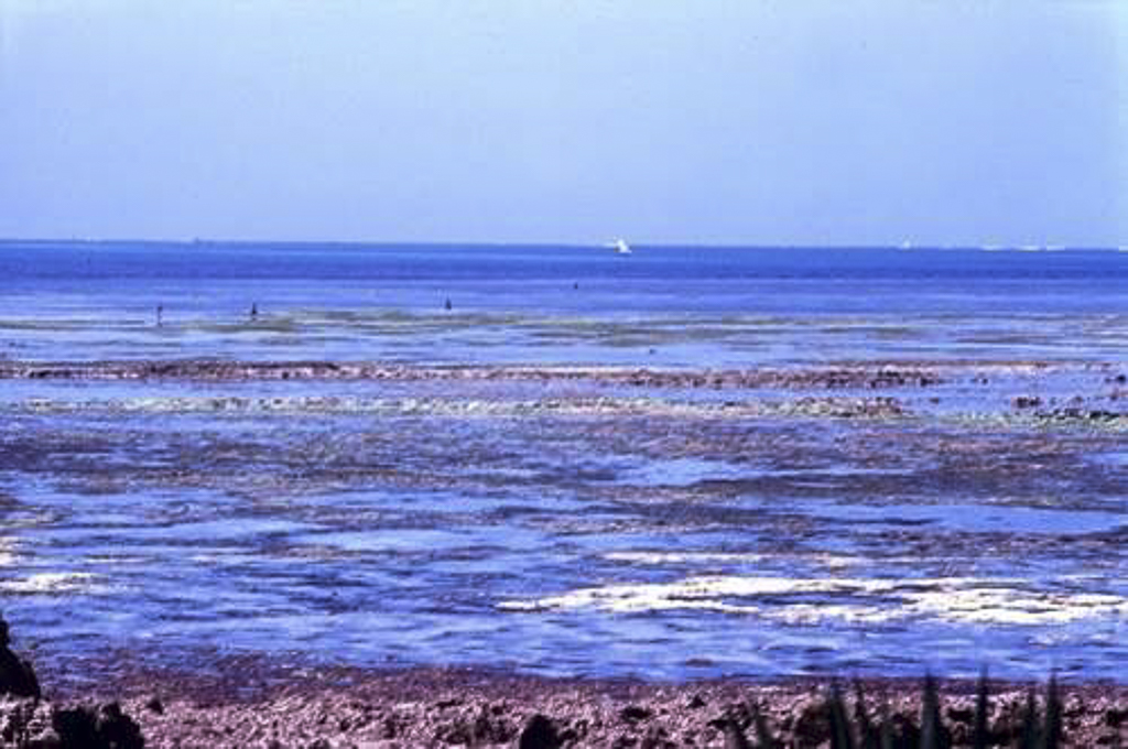 Extensa plataforma de coral (1969)