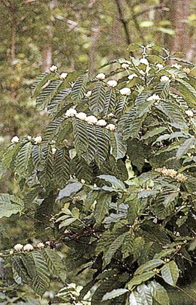 Flor de café (1965)