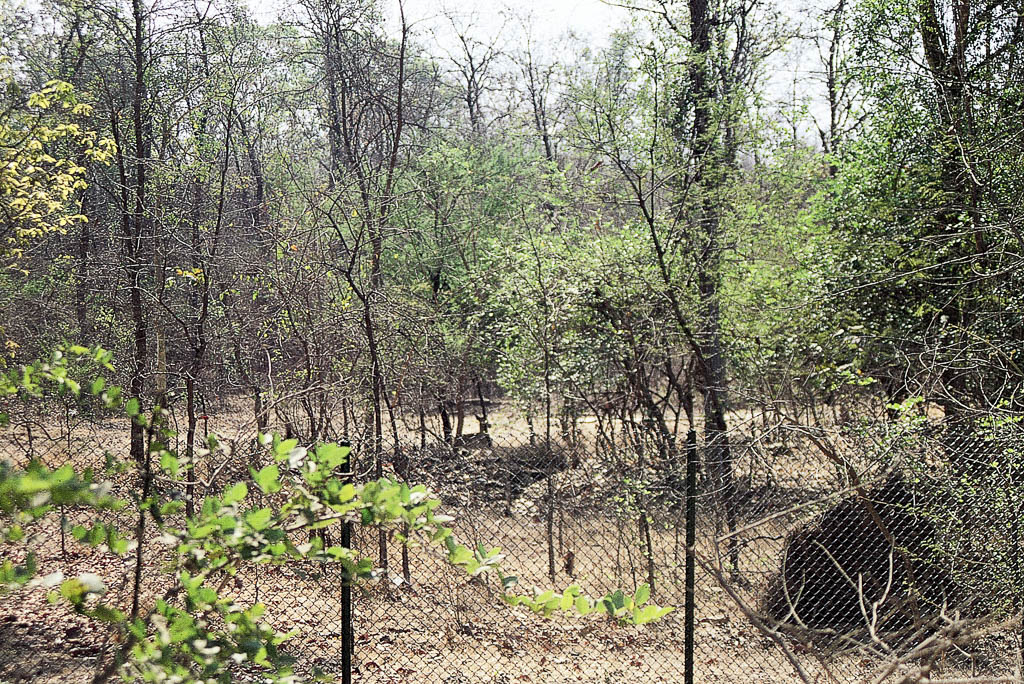 Floresta em Nagar-Haveli - Antigo enclave de Damão (1994)(1994)