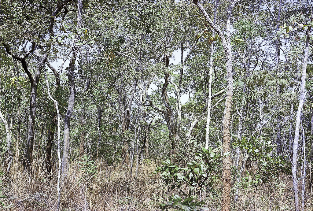 Floresta rala no Niassa -Moçambique (1961)