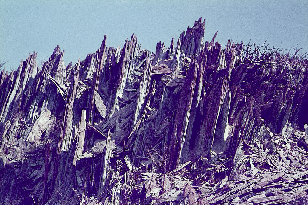 Folhas de xisto - Etocha, sul de Angola (1967)