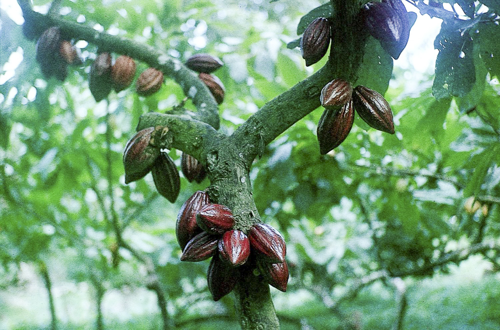 Frutos maduros de cacau (1966)