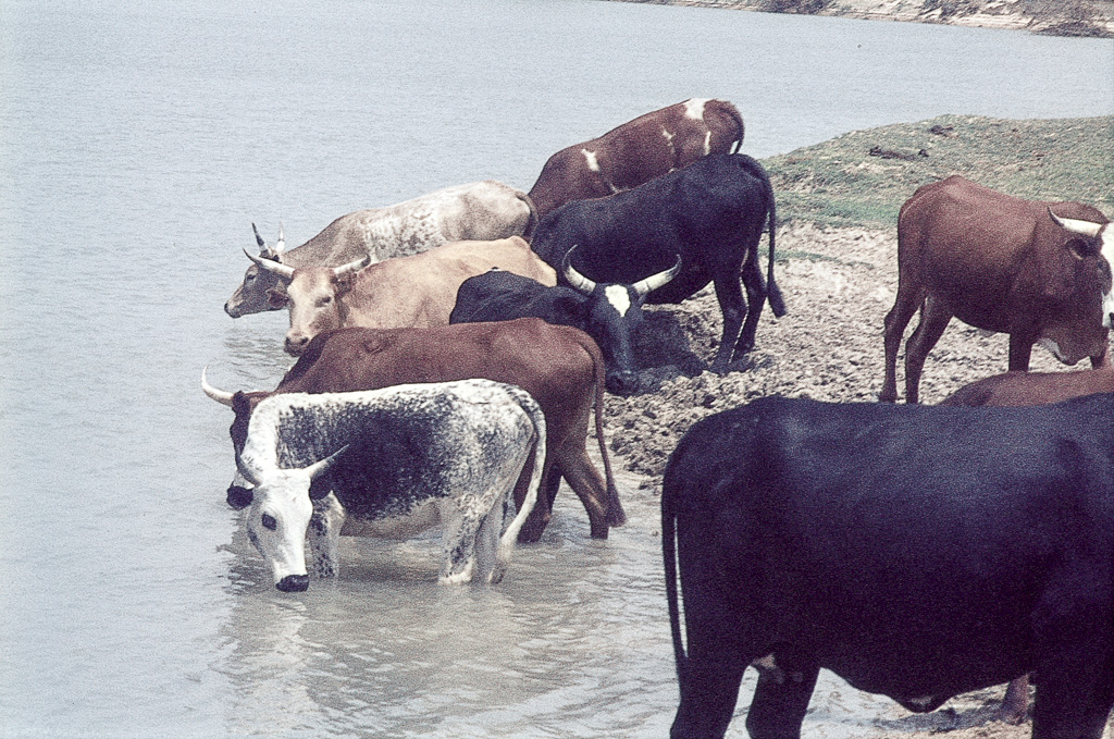 Gado bebendo num afluente do Cunene - Angola (1969)