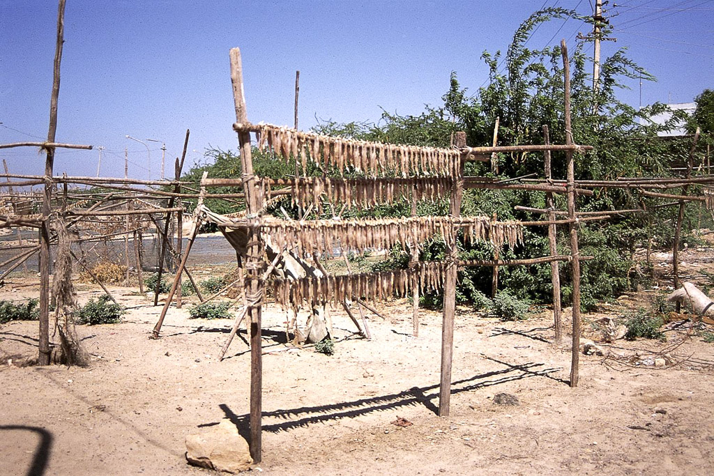 Gogolá, seca de peixe (1956)
