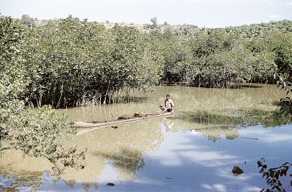 Ilha de Goa – rio e mangal (1955)