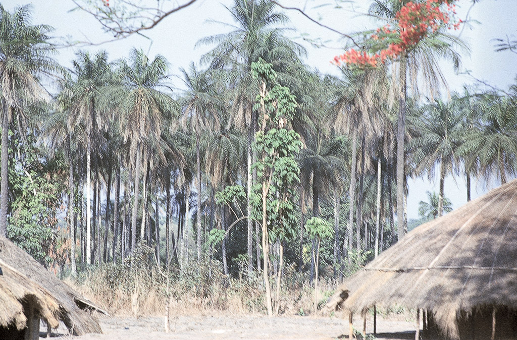 Mato e palmar numa velha aldeia do Sul