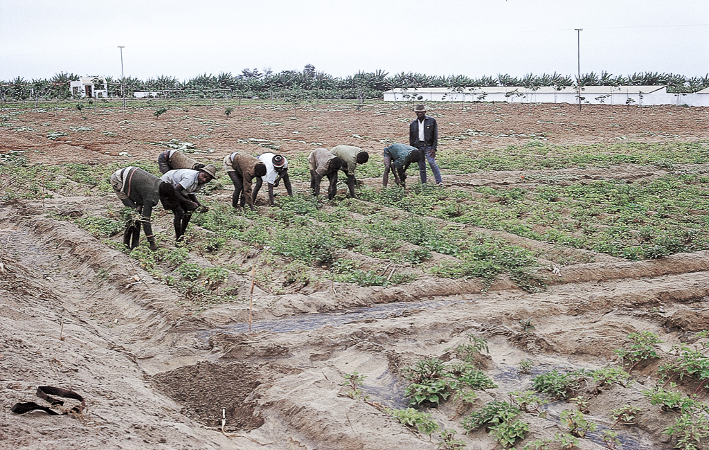 Moçamedes – trabalhando nas hortas do rio Bero (1968)