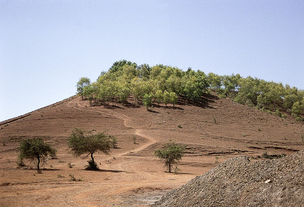 Monte da Cruz, em plena reflorestação (1995)