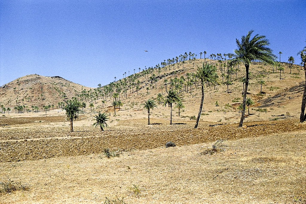 Monte da Cruz - palmeiras cajuris e restos de val (1956)