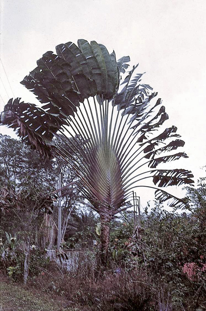 Palmeira leque, numa roça de São Tomé (1965)