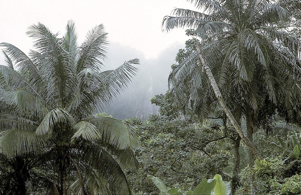 Palmeiras andim sobressaem na mata secundária (1965)