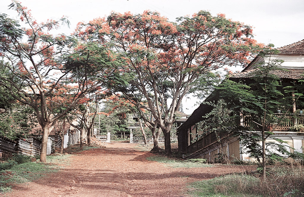 Pangim – Altinho, bonita casa luso-indiana e belas acácias (1956)