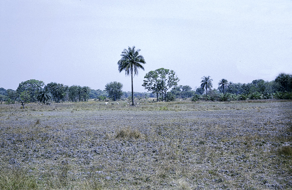 Pastagens pobres e grandes árvores, testemunhos de tabanca (aldeia)