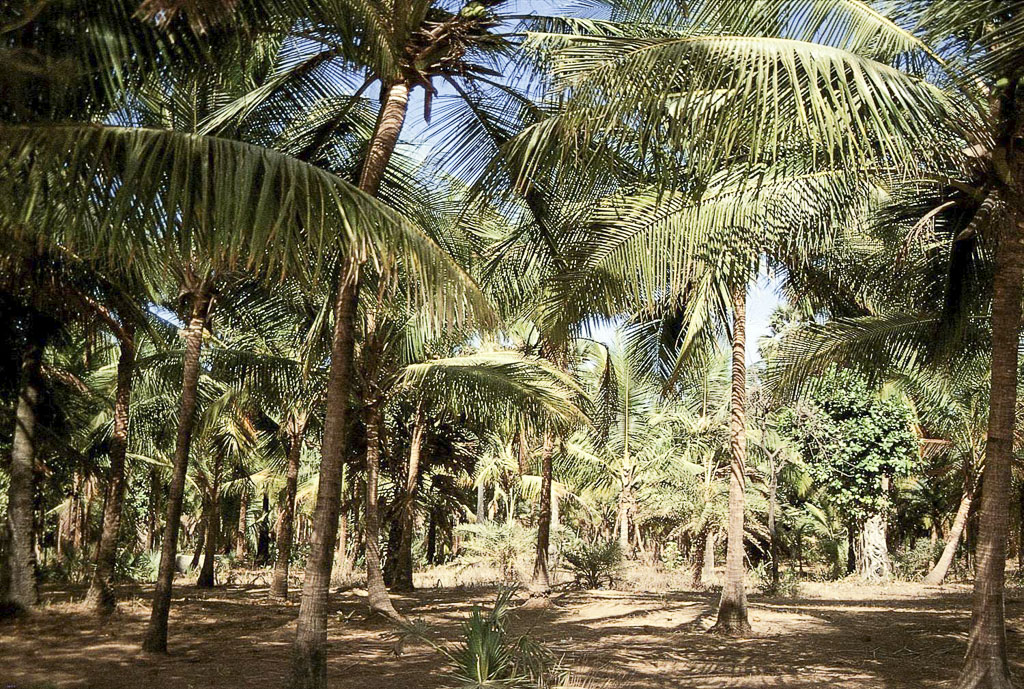 Plantação de coqueiros em Calicachigão (1995)