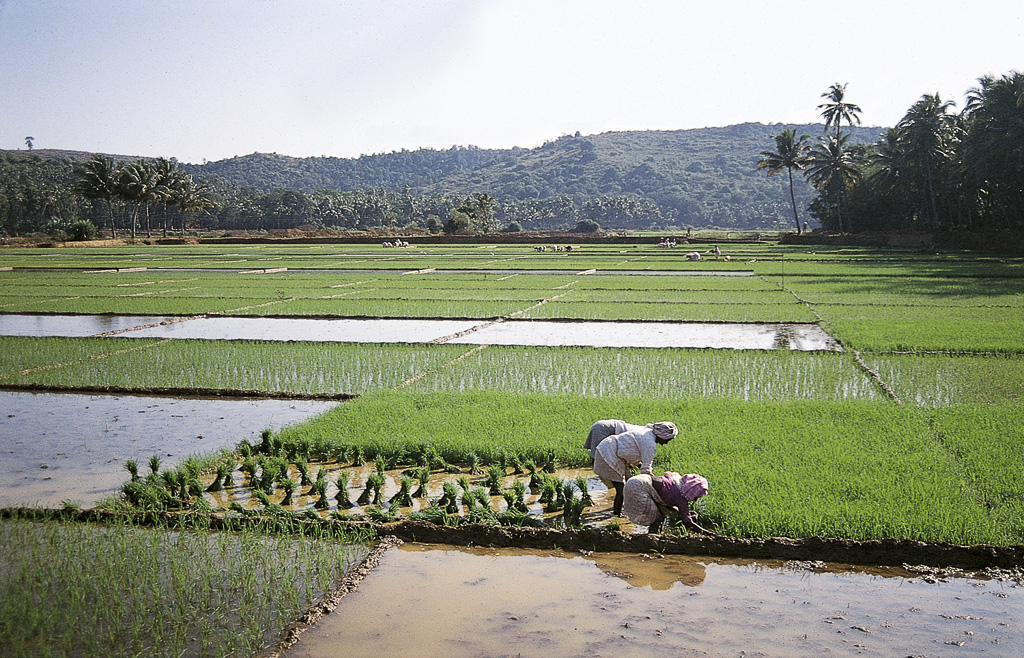 Pondá – repicando arroz de um viveiro para plantação definitiva