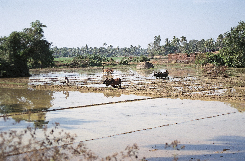 Salcete – fazendo lama para repicar arroz