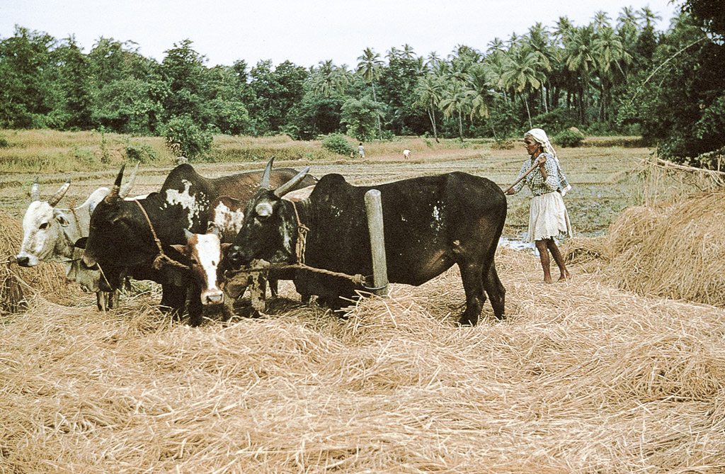 Salcete – outra técnica de debulha de arroz (1955)