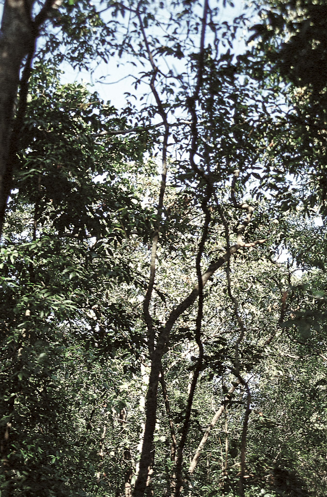 Sanguém – floresta secundária (1956)