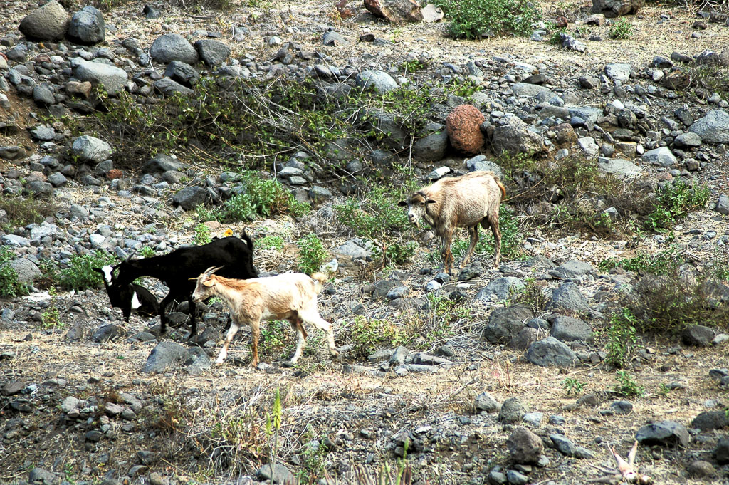 São Nicolau – cabras comendo restos de culturas (2003)