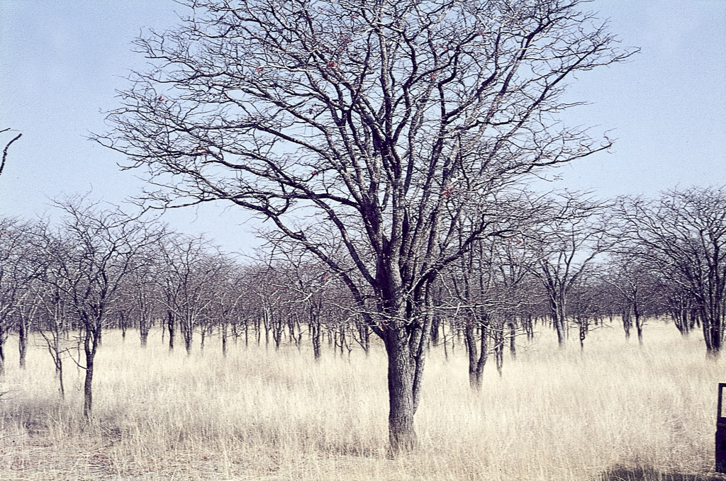 Savana arborizada - Angola (1969)