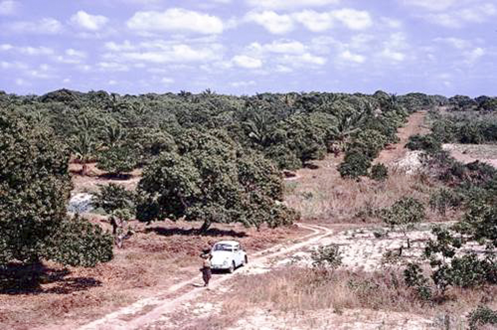 Savana de caju, numa antiga lagoa na Ponta do Ouro (1962)
