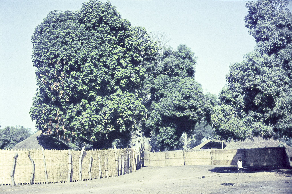 Tabanca mandinga com enorme mangueira - Guiné (1962)