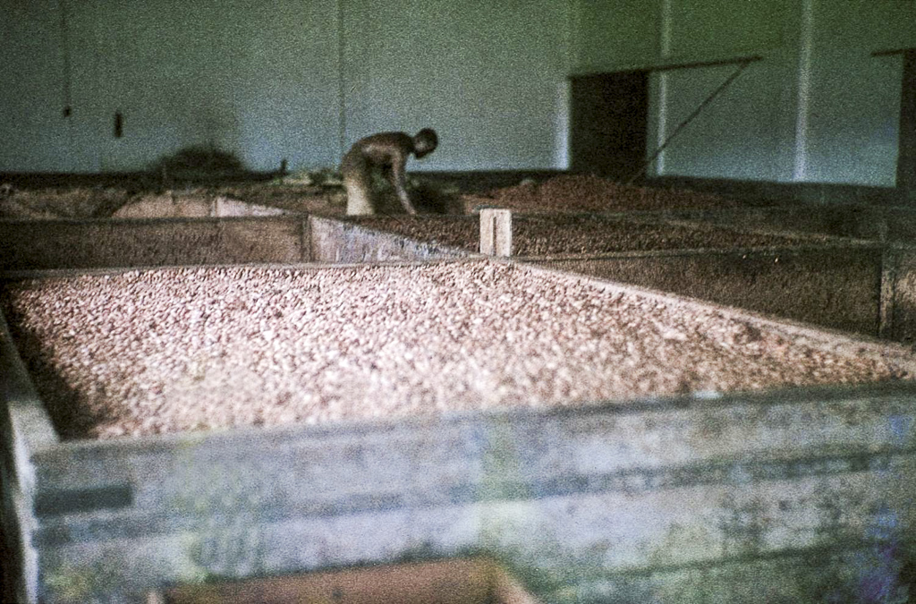 Tabuleiros para a seca de cacau (1966)