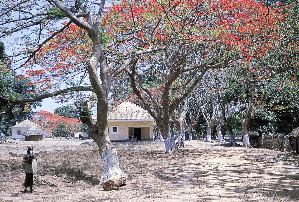 Uma vila comercial - Guiné (1962) Acácias vermelhas alegram uma povoação administrativa