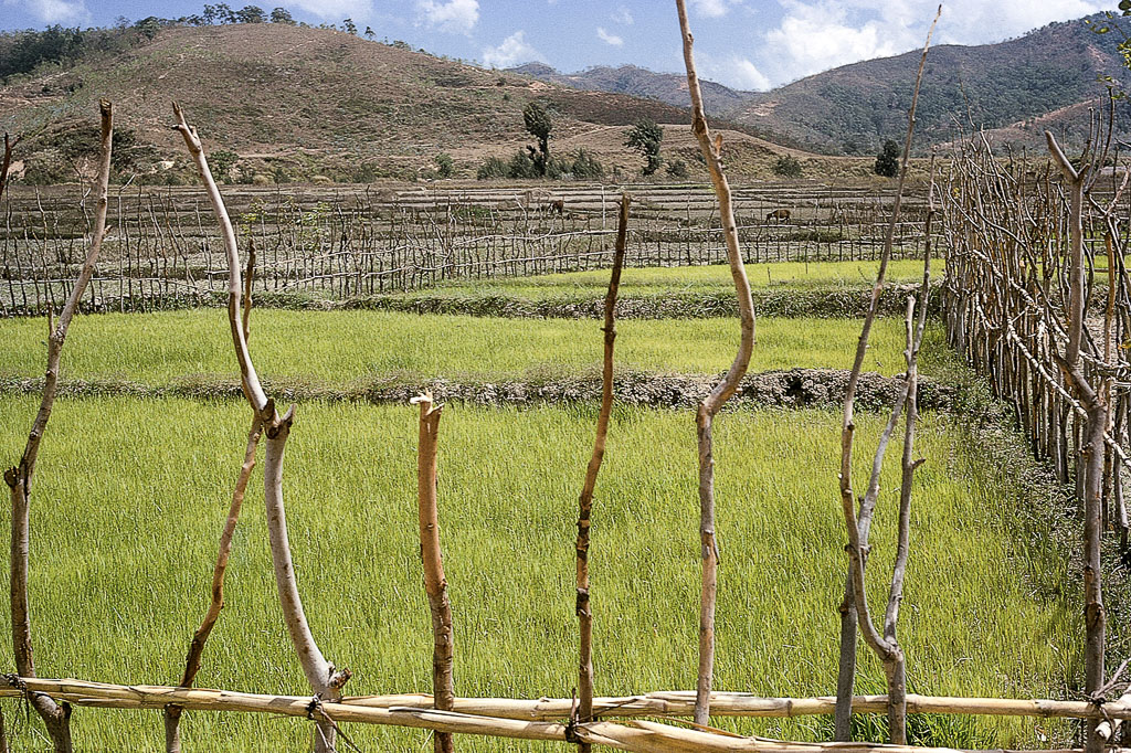 Várzeas de arroz protegidas contra animais (1973)