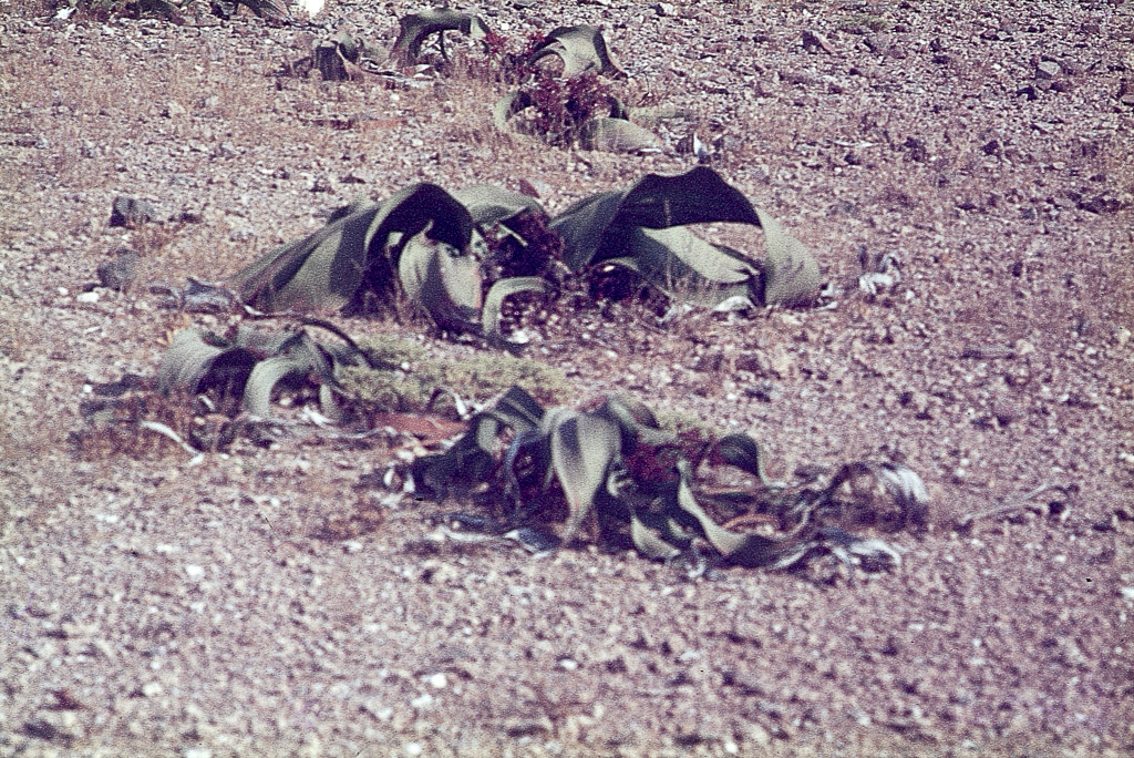 Welvitchia mirabilis - Angola (1967)